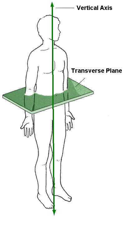 longitudinal axis and transverse axis